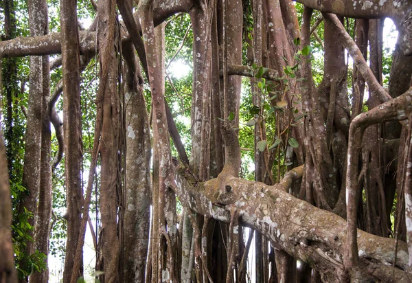 Гігантські Дерева Зеленому Лісі — стокове фото