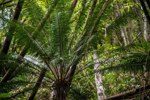 Close Van Groene Palmbomen Bos — Stockfoto