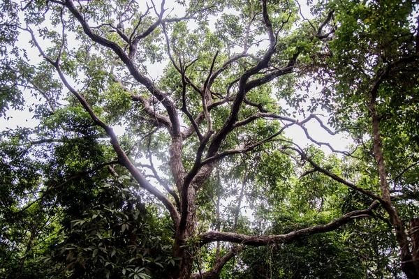 Close Van Reusachtige Bomen Het Groene Woud — Stockfoto