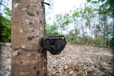 Doğa kauçuk ağaçları kauçuk lateks ile.