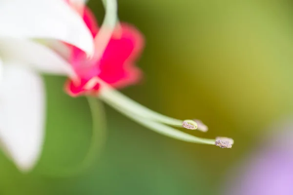 Little Red Flowers Nature Green Background — Stock Photo, Image