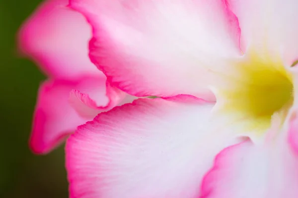 Adenium Rózsaszín Virágok Természet Közelről — Stock Fotó