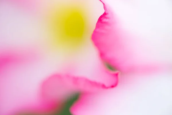 Tło Absolwent Niewyraźne Różowe Kwiaty — Zdjęcie stockowe