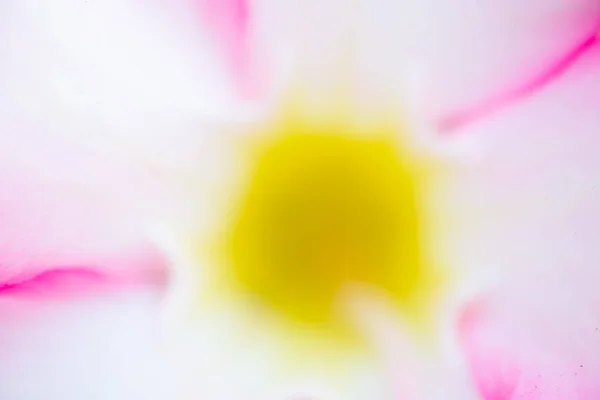 Blurred Pink Flowers Abstact Background — Stock Photo, Image