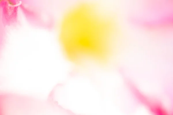 Suddig Rosa Blommor Abstract Bakgrund — Stockfoto