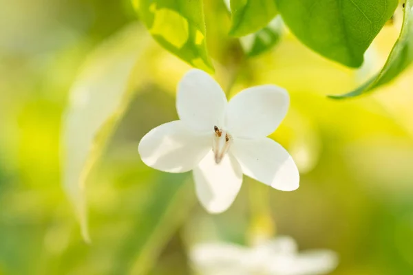 Petites Fleurs Blanches Dans Nature Fond Vert — Photo