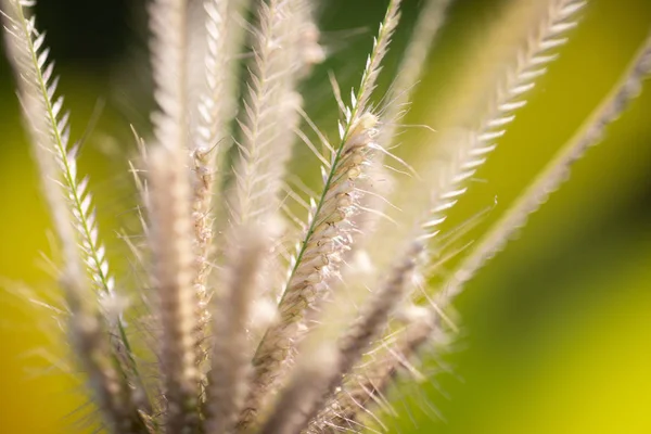 Fleurs Herbe Dans Nature Macro Lentille — Photo