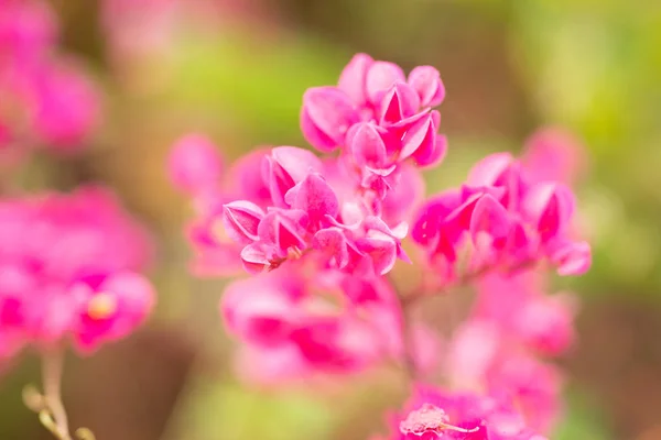 Flores Cor Rosa Natureza — Fotografia de Stock