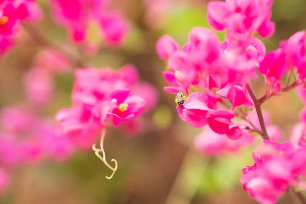 Růžové Květy Přírodě — Stock fotografie