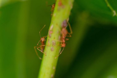 Makro lens ile çekim ağaçlar ayakta karıncalar.