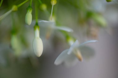 Görüntü arka plan üzerinde beyaz çiçekler kadar kapatın.