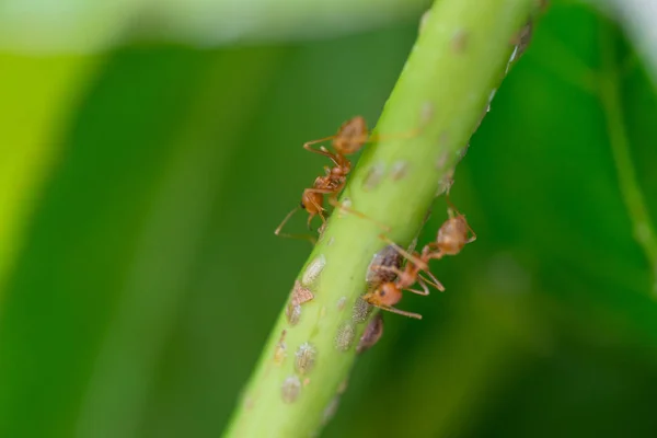 Formigas Árvores Atirando Com Lente Macro — Fotografia de Stock