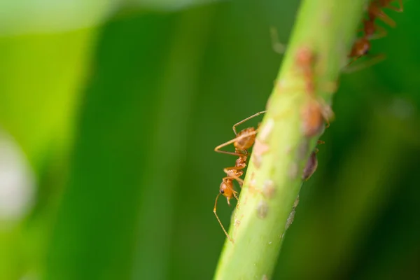 Mieren Permanent Bomen Schieten Met Macrolens — Stockfoto