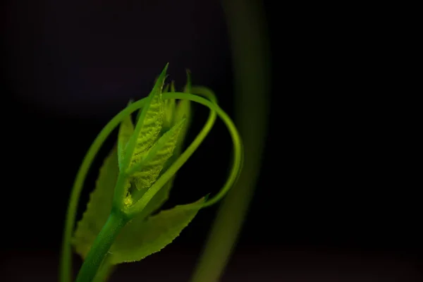 Κοντινό Πλάνο Πράσινο Φυτό Στη Φύση — Φωτογραφία Αρχείου