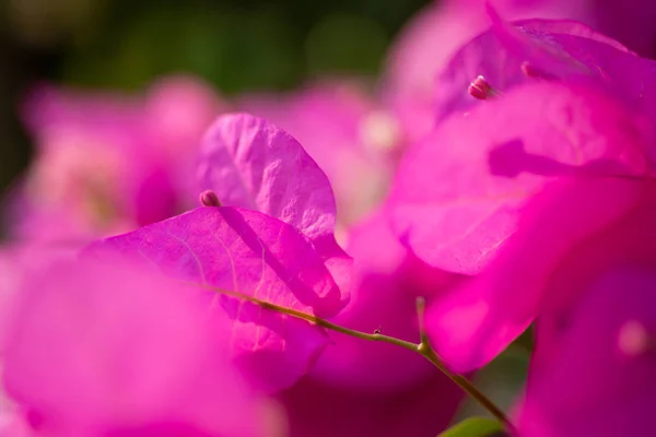 背景にピンクの花を閉じます — ストック写真