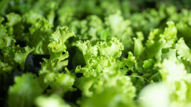 Yeşil taze sebze kadar kapatın.