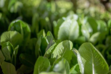 Yeşil taze sebze kadar kapatın.