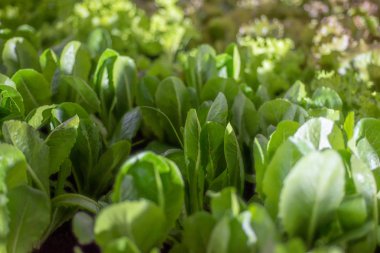 Yeşil taze sebze kadar kapatın.