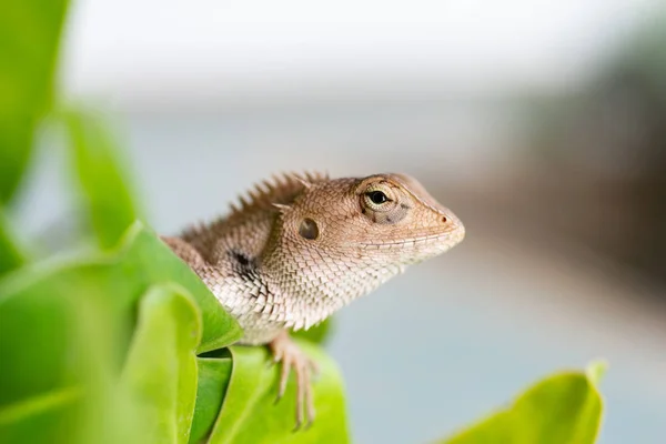 Närbild Ödla Naturen Grön Bakgrund — Stockfoto