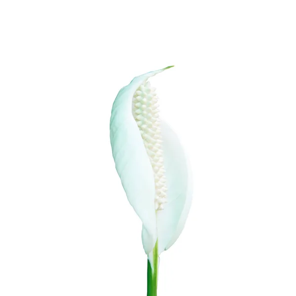 Квітка лілії білої миру на білому тлі. — стокове фото