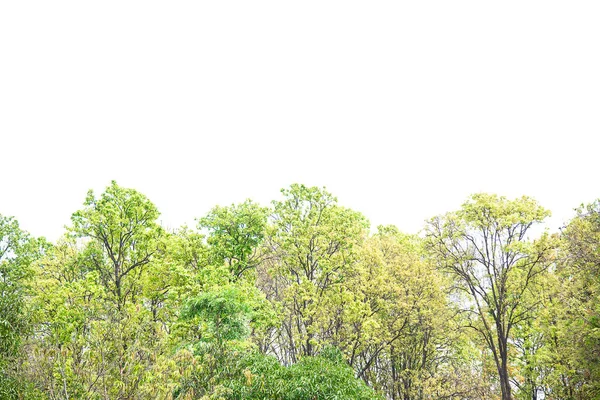 Isolierte Bäume auf weißem Hintergrund — Stockfoto