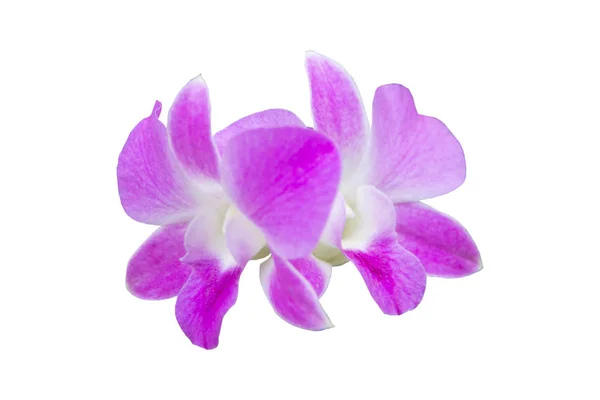 Orchidee paars bloemen op witte background.with uitknippad. — Stockfoto