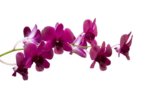 Орхидея фиолетовые цветы на белом фоне . — стоковое фото
