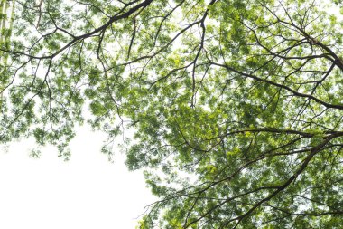 yaprak yeşil arka plan.