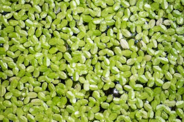 Su arka planında yeşil bitkiler.