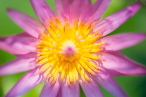 Beautiful lotus flower in nature. — Stock Photo, Image