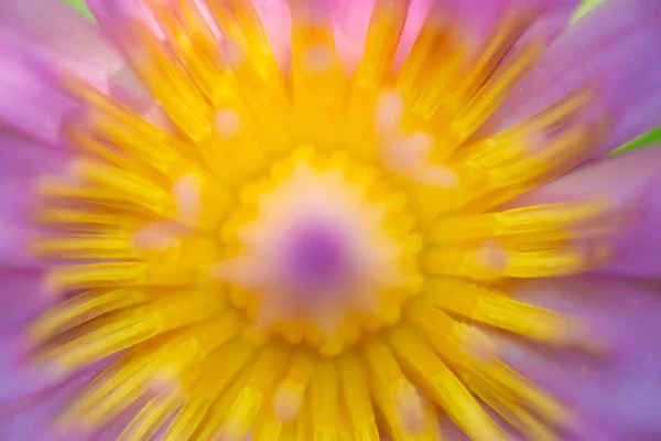 Beautiful lotus flower in nature. — Stock Photo, Image