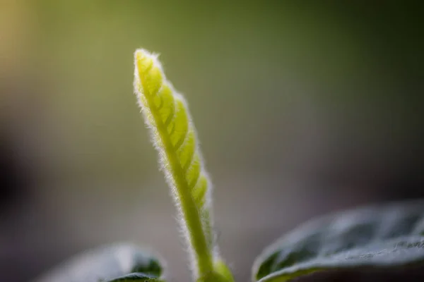 Tanaman hijau Hairy Keruing . — Stok Foto