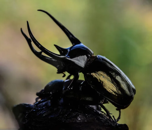 Dynastinae negro sobre fondo borroso . — Foto de Stock