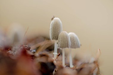 Doğada mantarı kapatın bulanıklık arka plan.