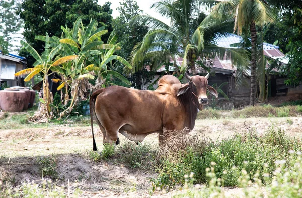 Большая коричневая корова . — стоковое фото