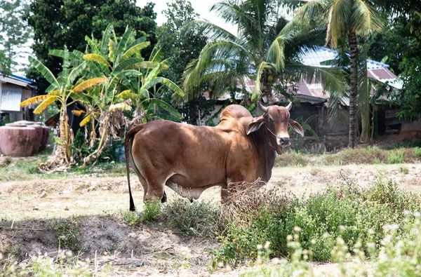 Grande mucca marrone in natura . — Foto Stock