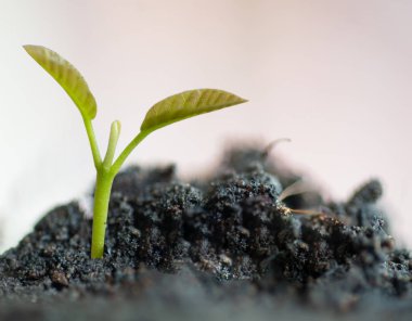 Dikim konseptinde Yeşil Dipterocarpus tüberkülatus bitkisi.