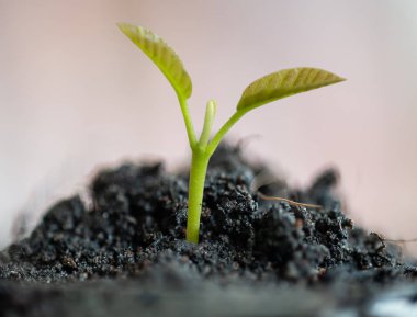 Dikim konseptinde Yeşil Dipterocarpus tüberkülatus bitkisi.