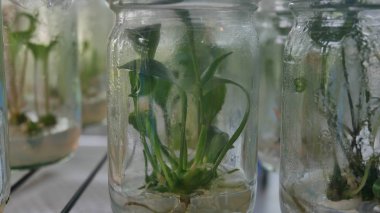 Yeşil bitkiler doku kültürü.