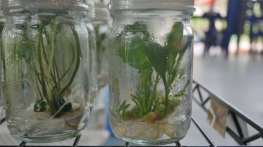 Yeşil bitkiler doku kültürü.