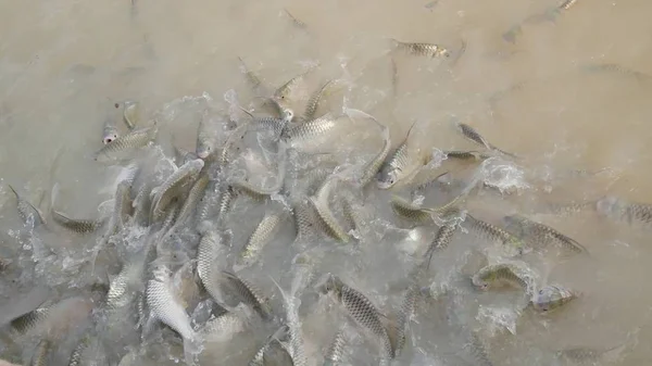 Grupo de peces en la naturaleza . — Foto de Stock