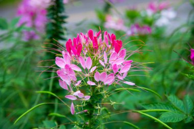 Pembe Cleome spinosa çiçekleri.