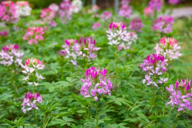 Pembe Cleome spinosa çiçekleri.