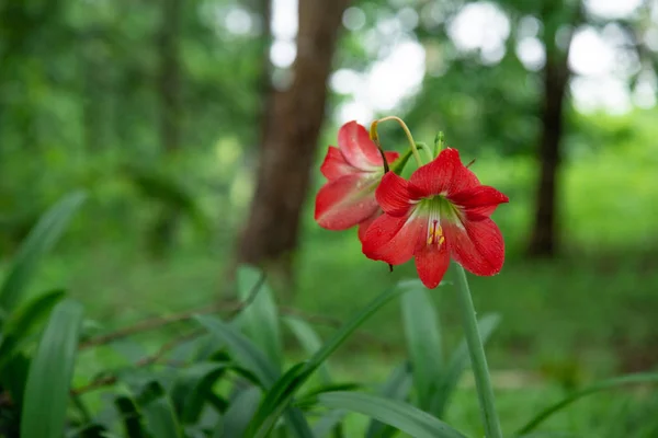 Hippeastrum johnsonii Flores de enterro na natureza . — Fotografia de Stock