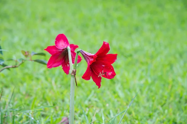 Hippeastrum johnsonii Fiori di sepoltura in natura . — Foto Stock