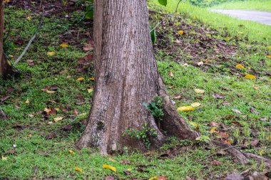 Ormanda yeşil ağaçlar.