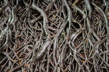 Ormandaki ağaçlar kökleri.