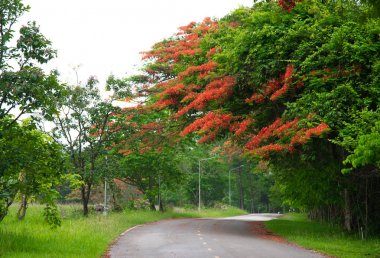 Güzel Alev Ağacı.