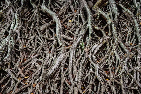 在森林中树木的树根. — 图库照片