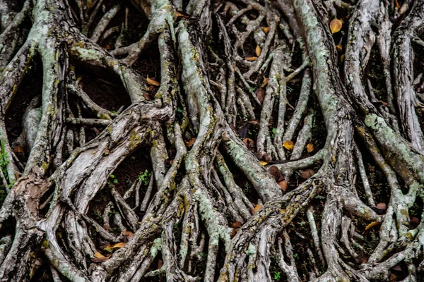 Wortels van de bomen in bos. — Stockfoto